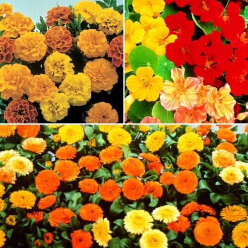  Companion Flower