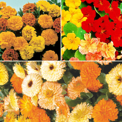  Companion Flower