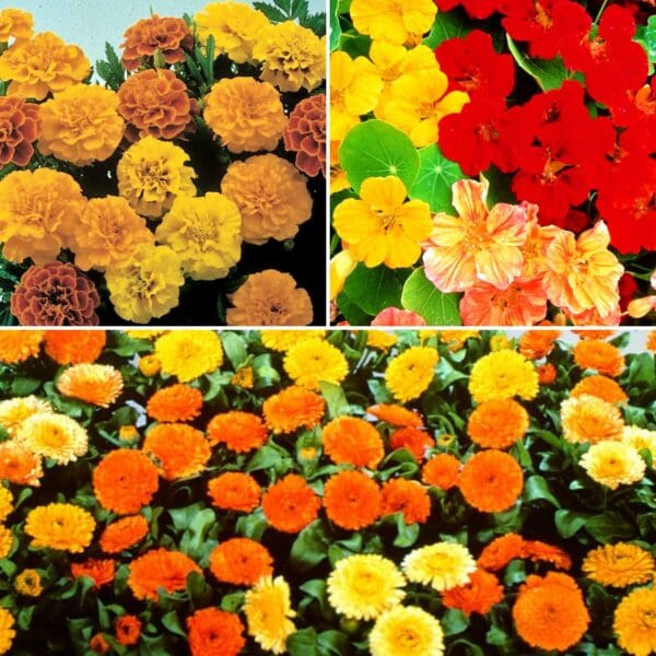 Companion Flower