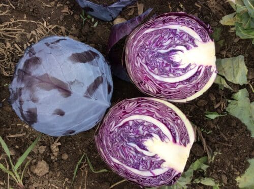  Cabbage Alfaro Red F1