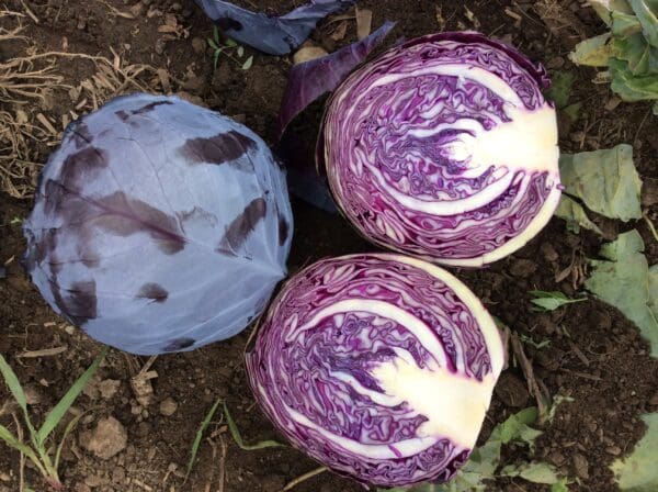 Cabbage Alfaro Red F1