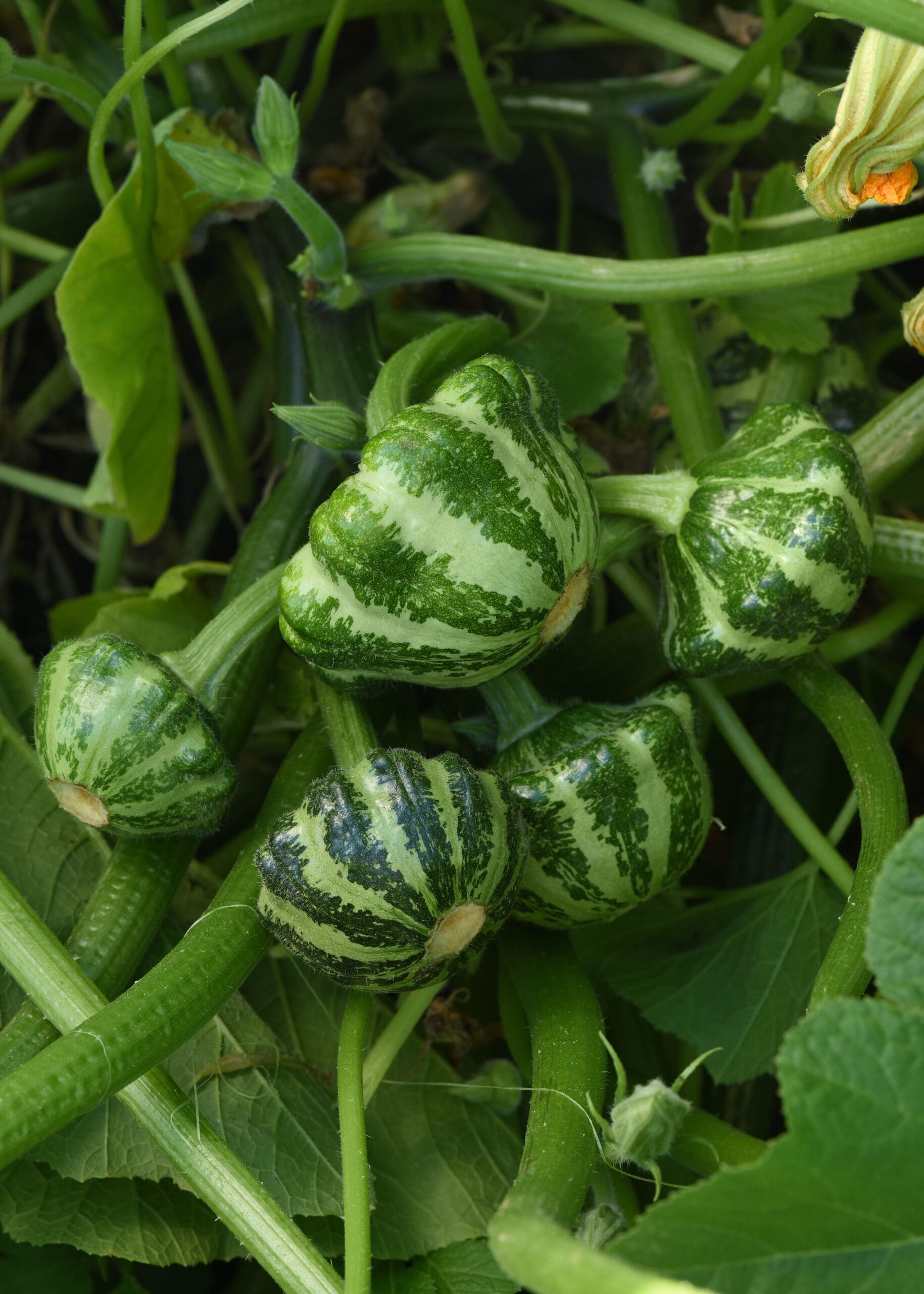 Squash Green Lightning F1 - Image 2
