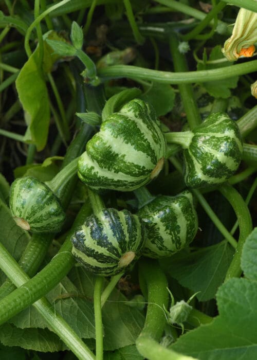  Squash Green Lightning F1