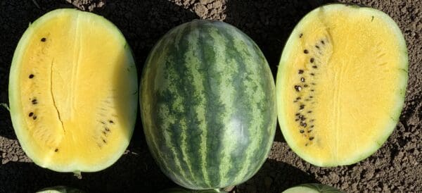 Watermelon Lemon Krush Yellow F1