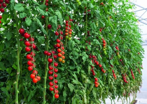  Tomato Tonatico F1