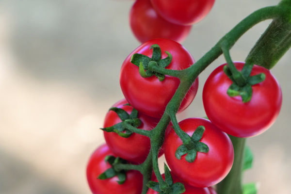 Tomato Tonatico F1 - Image 2