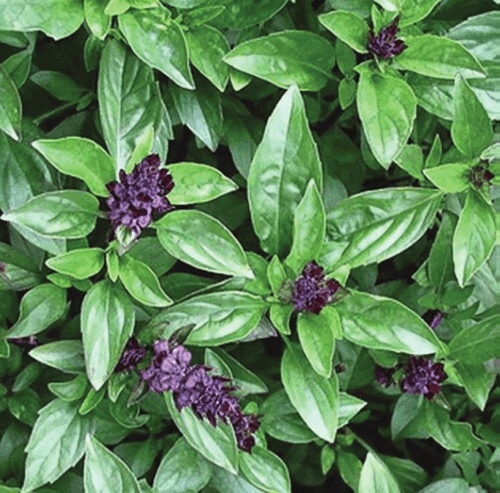 Basil Cinnamon