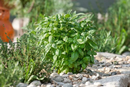  Basil Piedmont (Genovese)