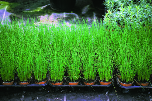  Chives Polystar