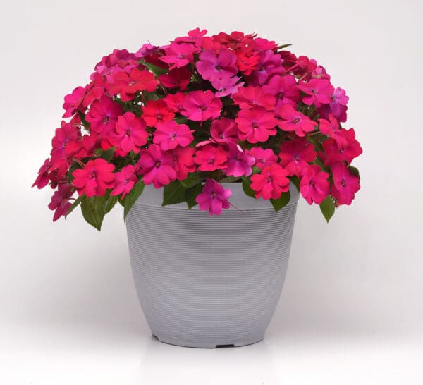 Impatiens Solarscape® Magenta Bliss F1
