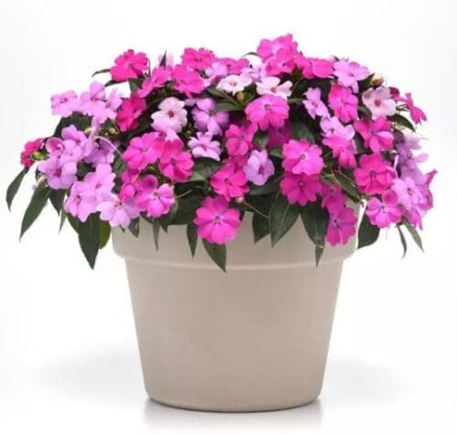  Impatiens Solarscape® XL Brilliant Gems mix F1