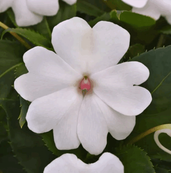 Impatiens Solarscape® White Pearl F1 - Image 2