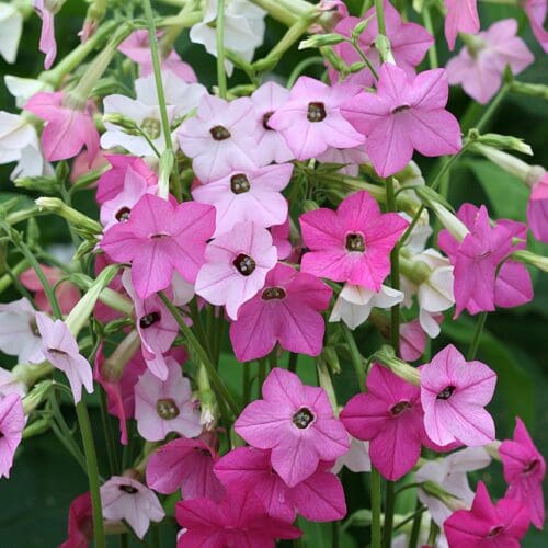  Flowering Tobacco Whisper Mix F1