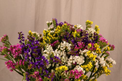  Limonium Hipster™ Mix