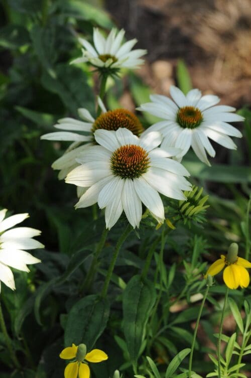  Coneflower PowWow® White