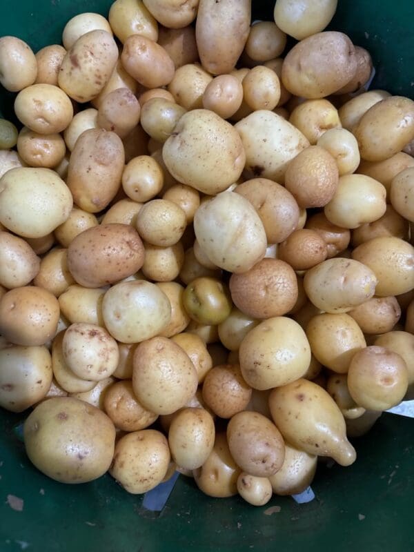 Potato (creamer) SOLYN-016 F1