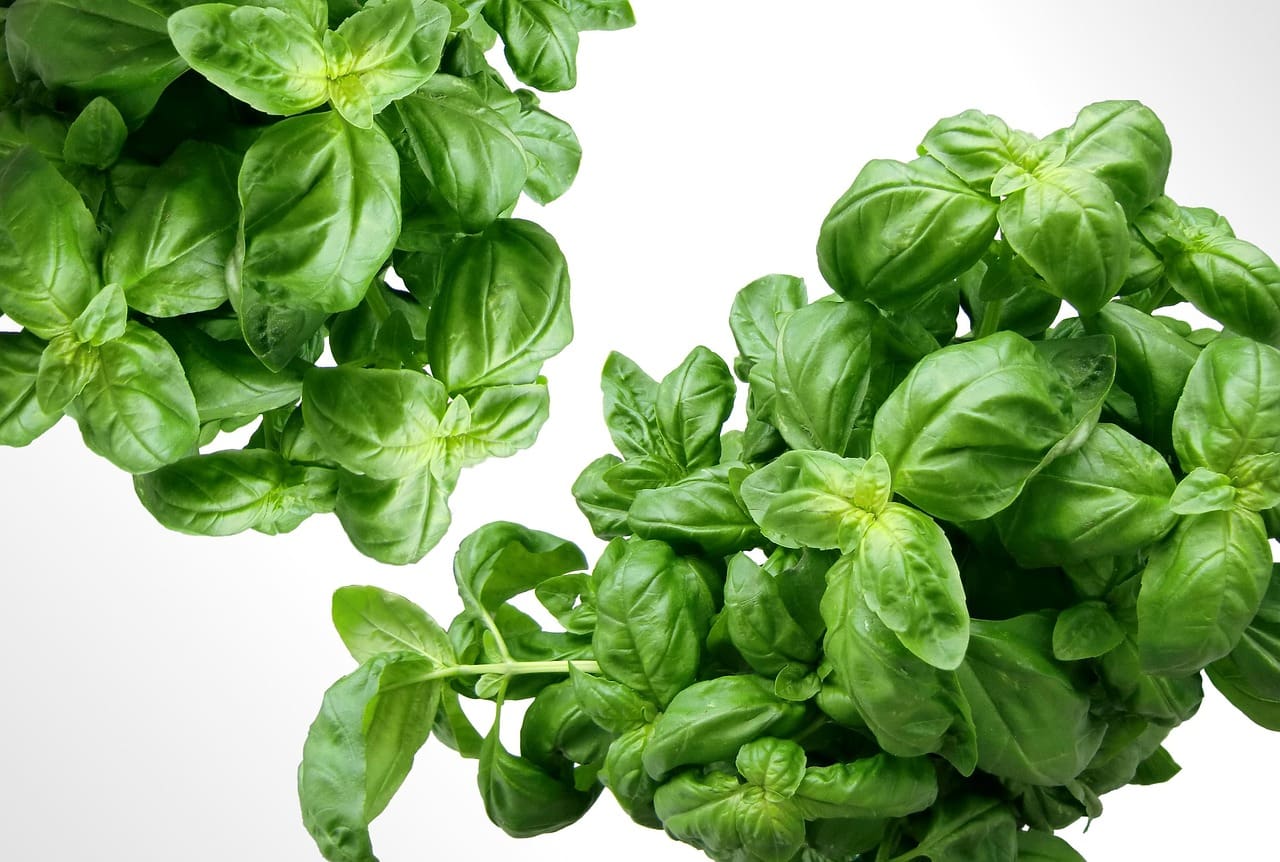Marjoram Sweet
