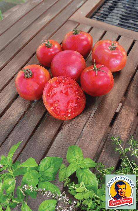  Tomato CanaBec Pink