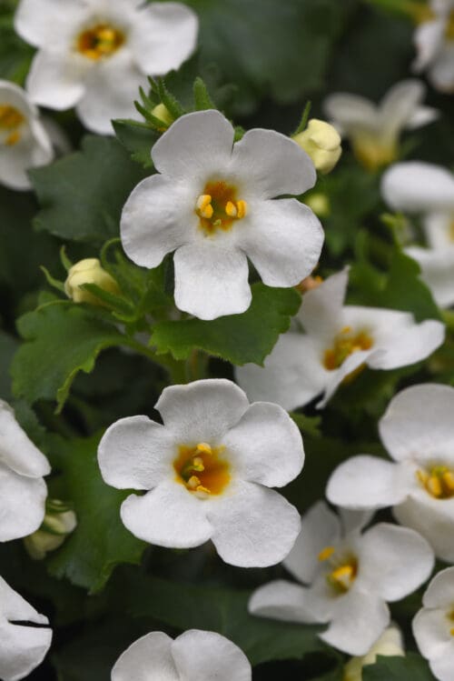 Bacopa Galactic Mist White F1