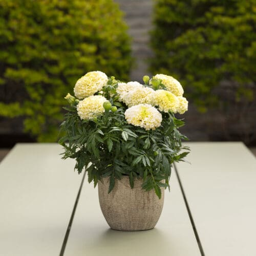 Tagetes Lanna Lace