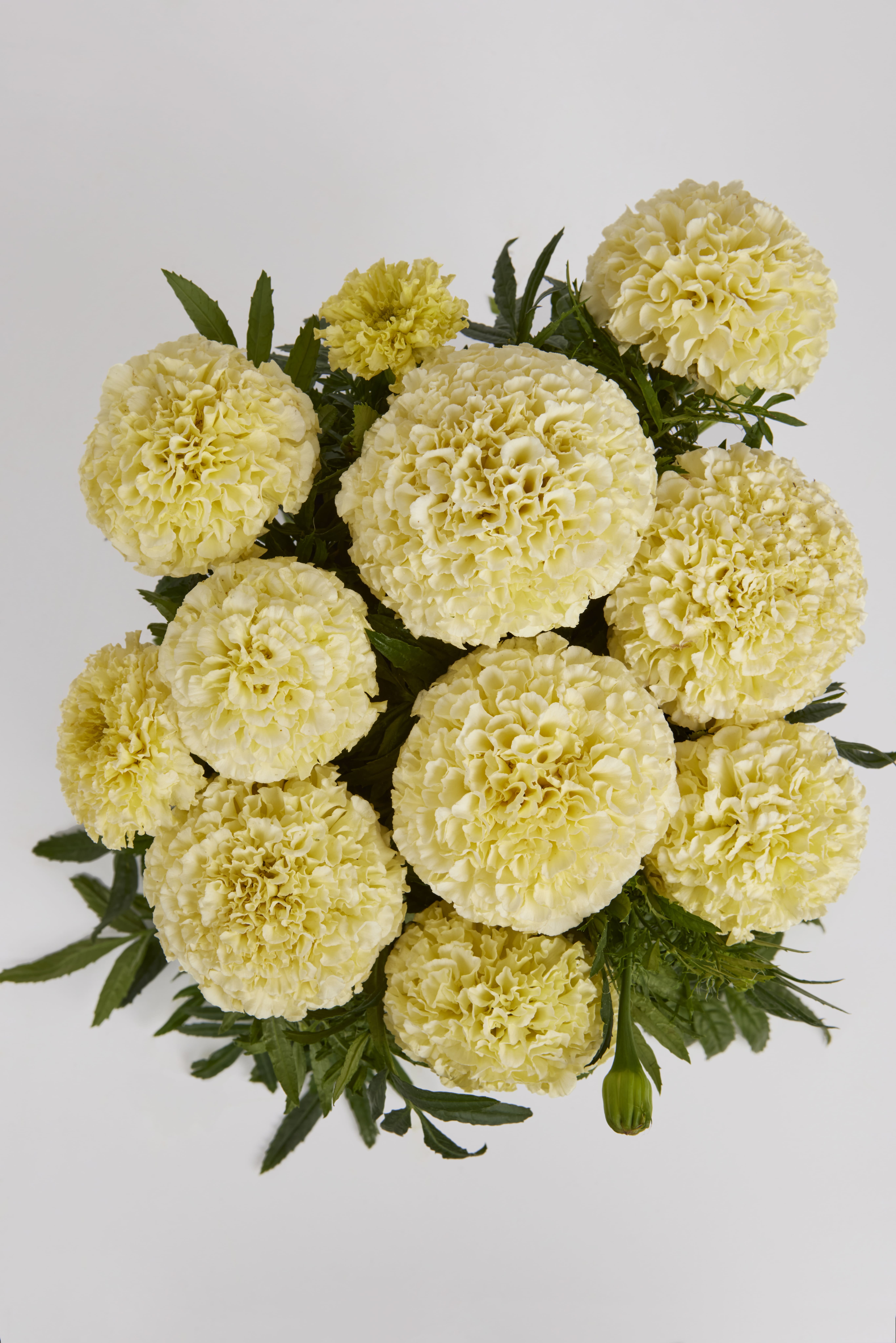 Tagetes Lanna Lace - Image 2