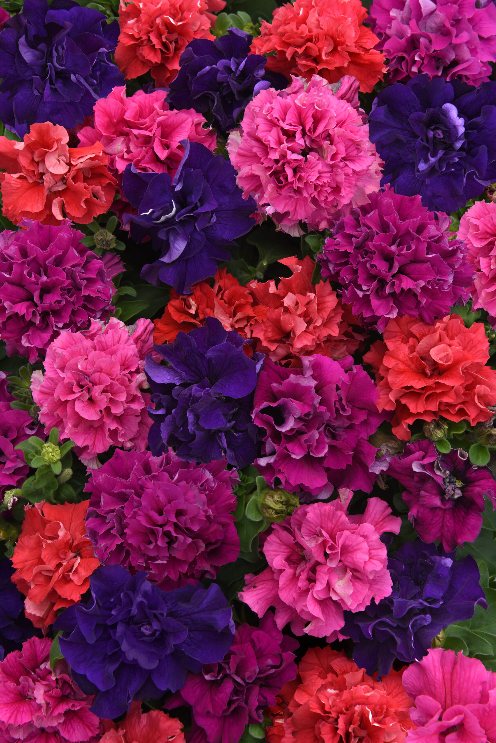 Petunia Double Cascade Bold Mix F1