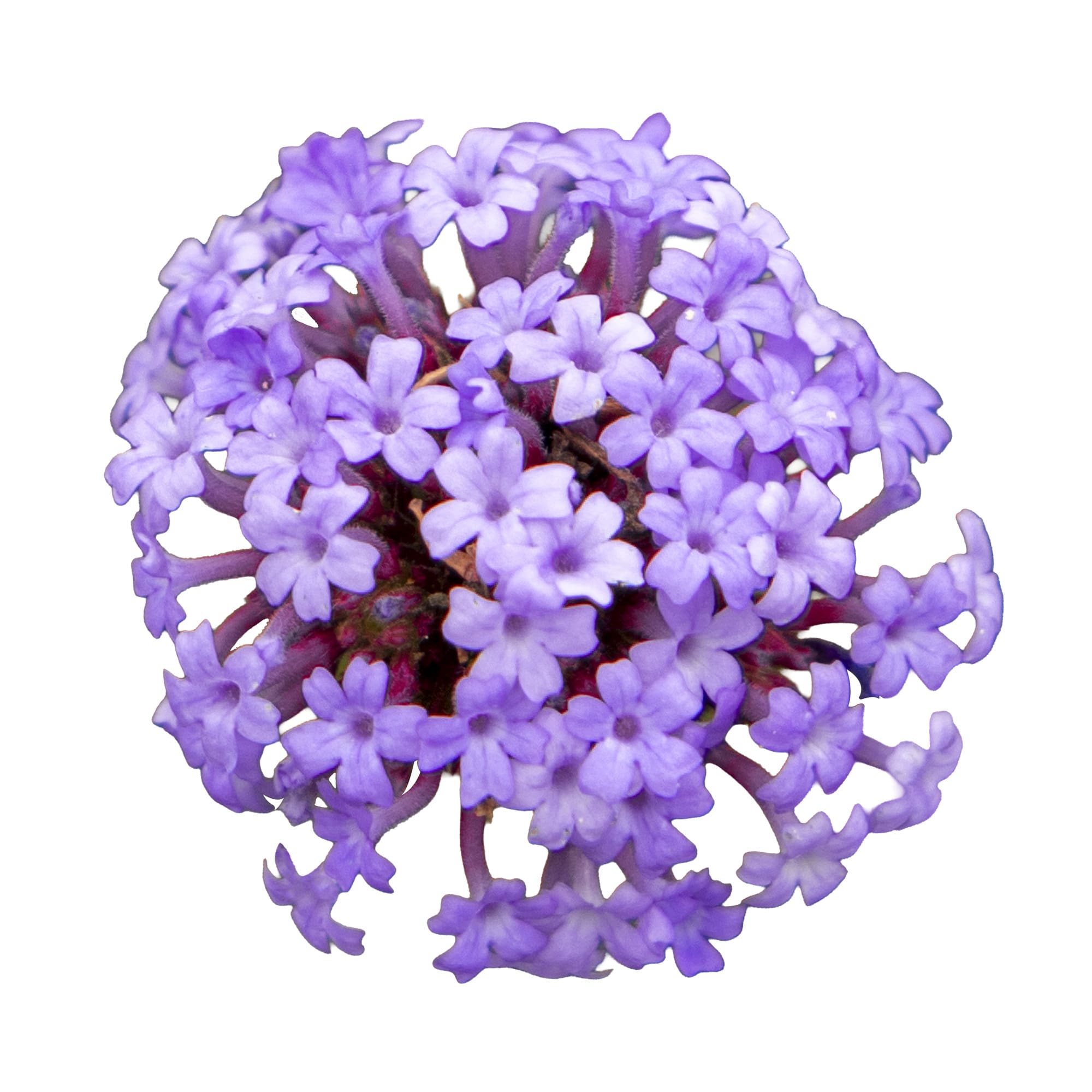 Verbena Flair - Image 2