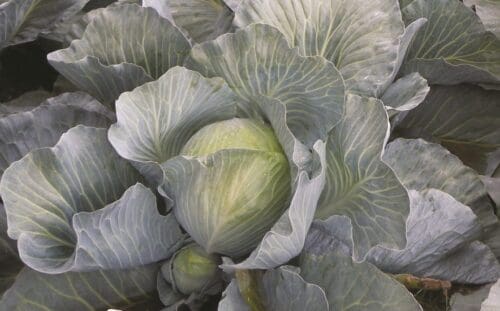 Winter Cabbage Hyb. Expect Y.R. Green
