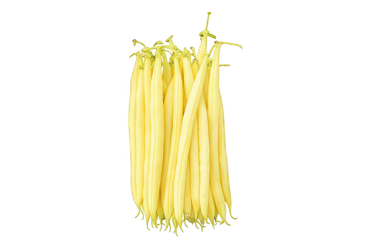 French Wax Bean Goldplay yellow