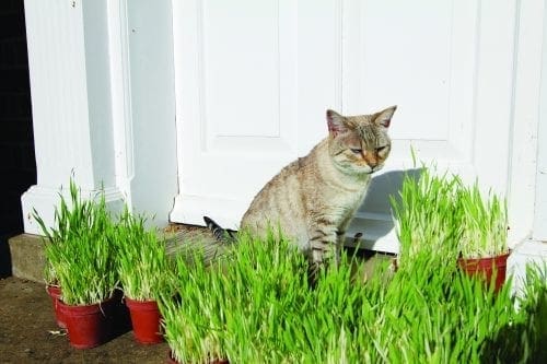  Orge pour chat Tabby