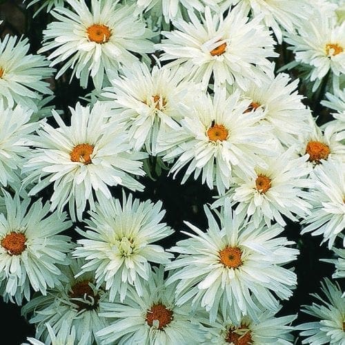  Chrysanthème Crazy Daisy