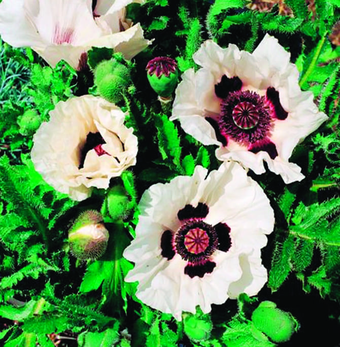 PAVOT D'ORIENT TURKENLOUIS, plante en ligne
