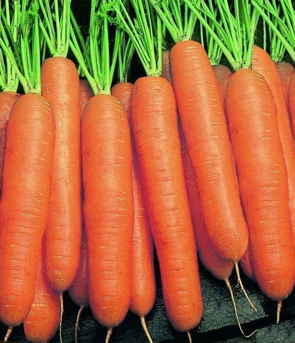 Épouvantail dans un champ de carrote.