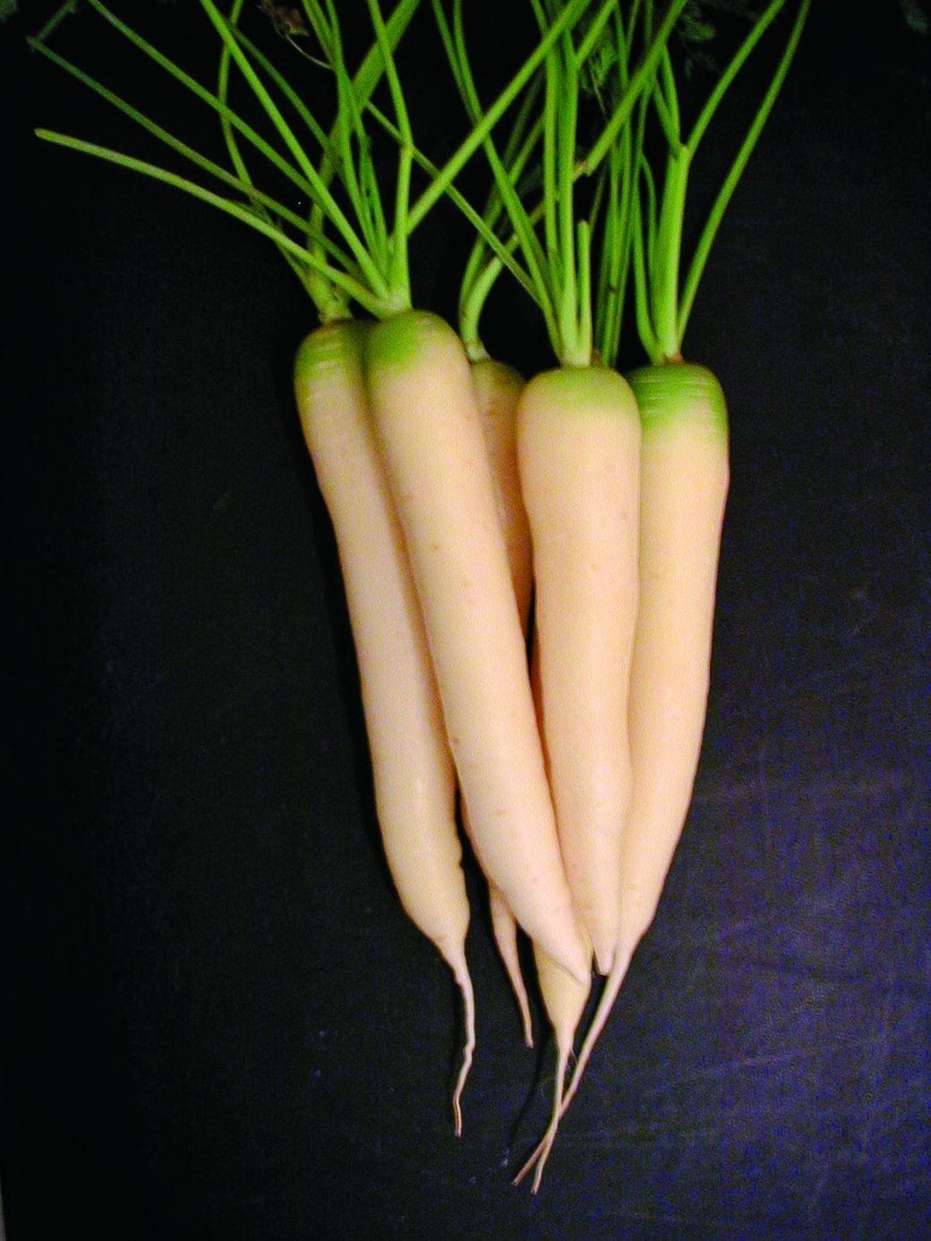 Carotte White Satin F1 | W.H. Perron