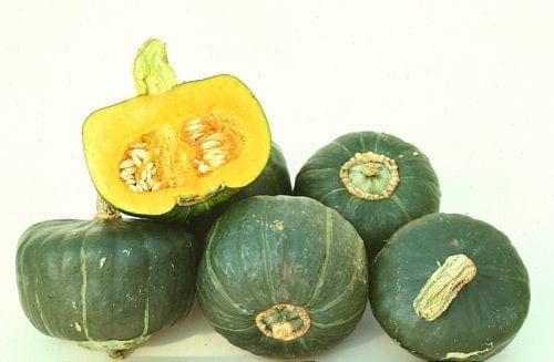  Courge Buttercup Coureuse