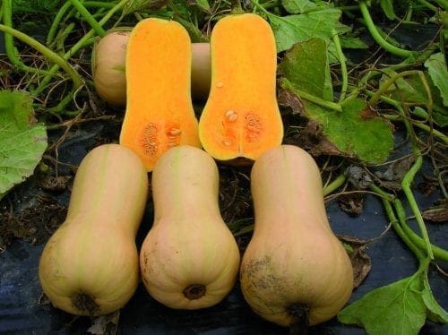  Courge Early Butternut F1