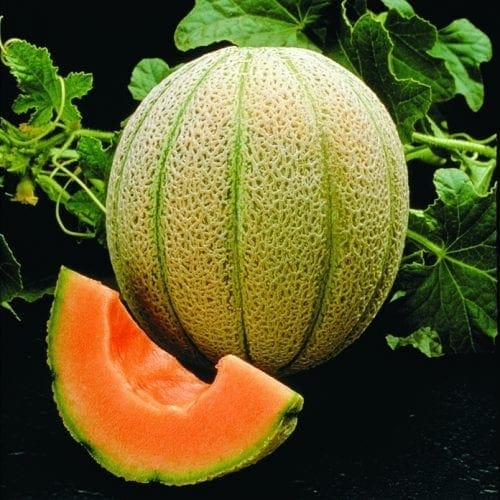  Melon Magnifisweet F1