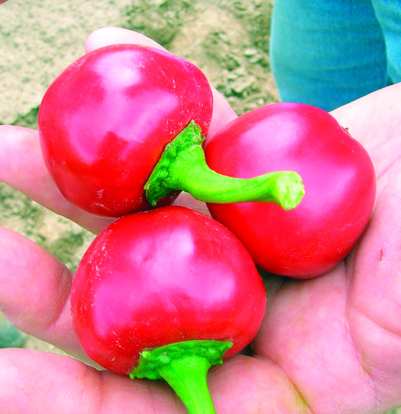 Sauce piquante tomate piments - Le Jardin d'André