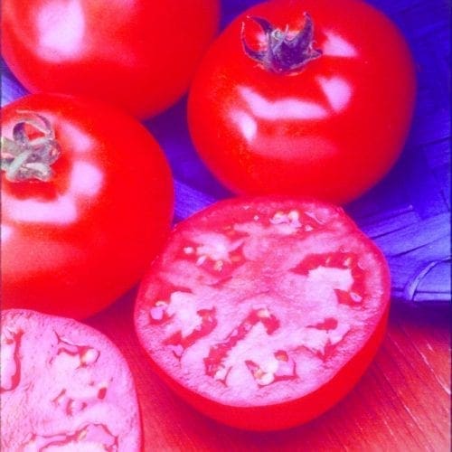  Tomate Cœur De Bœuf