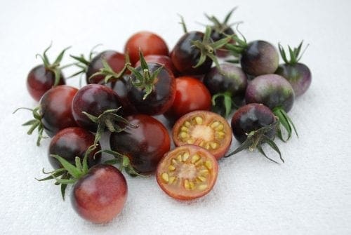  Tomate Indigo Blue Berries