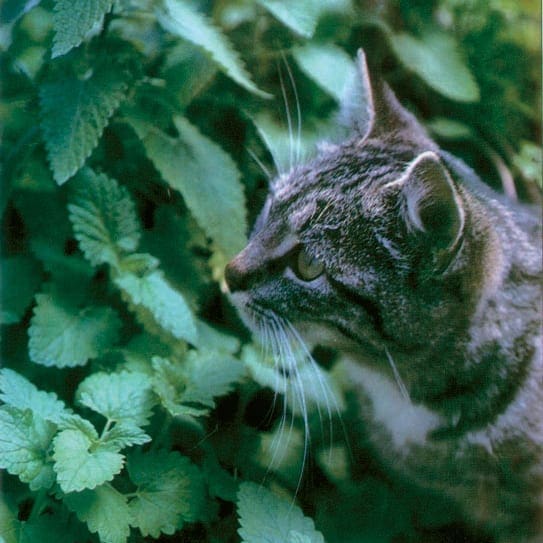 Herbe à chat séchée - cataire ou catnip