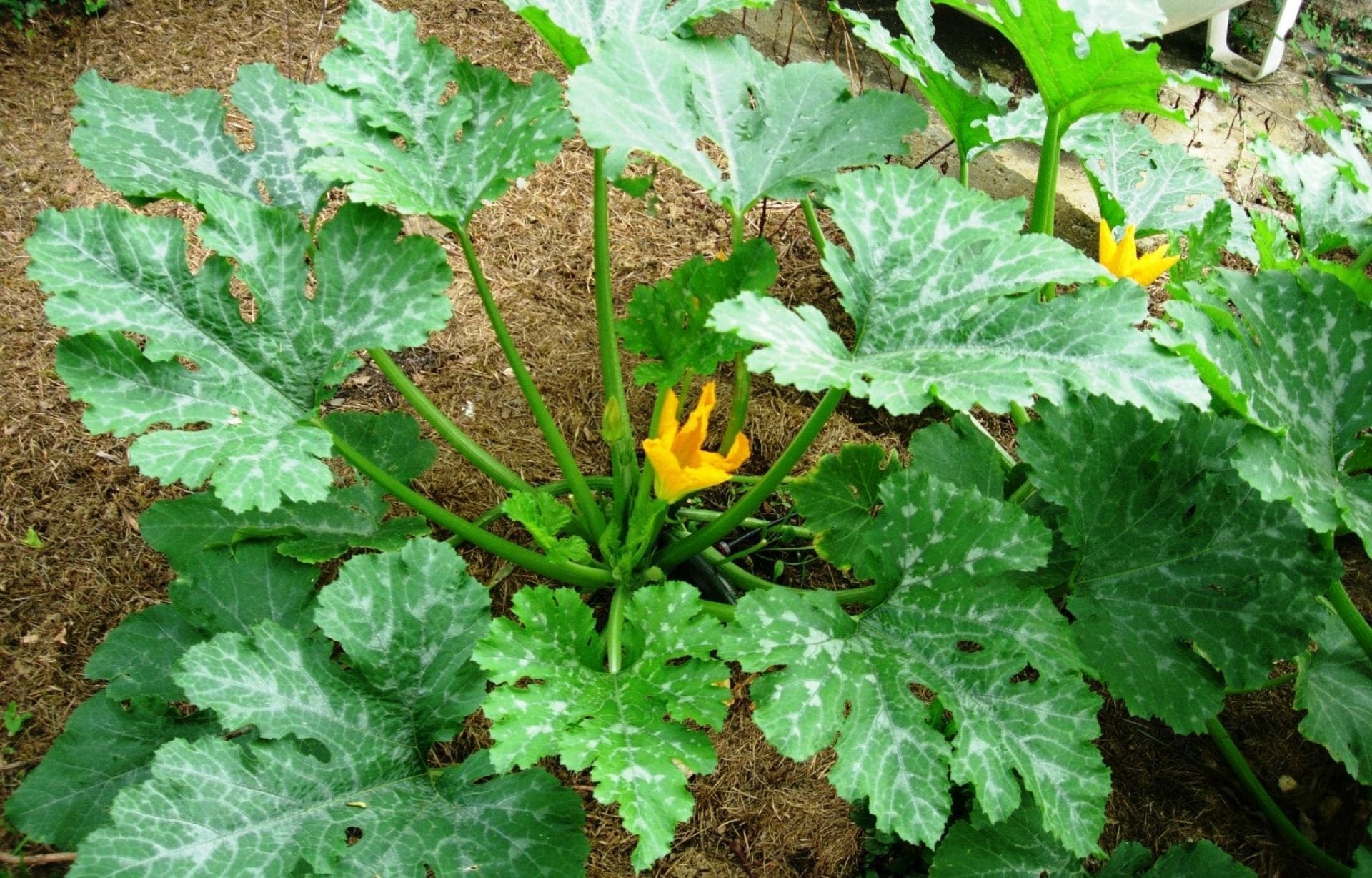 Petit glossaire pour «néophytes» W.H. Perron — free download