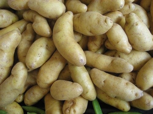  Pommes de terre (bulbes) – Jazzy