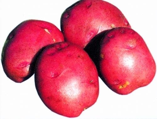  Pommes de terre (bulbes) – Chieftain