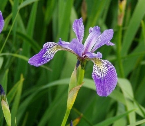  Iris versicolore