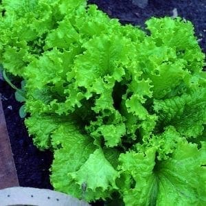 Laitue en ruban Frisée Verte