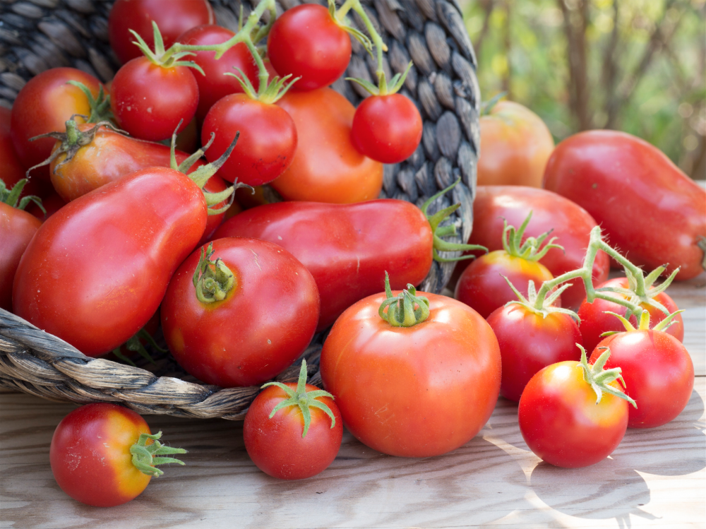 Cultivez vos plants de tomates en pots