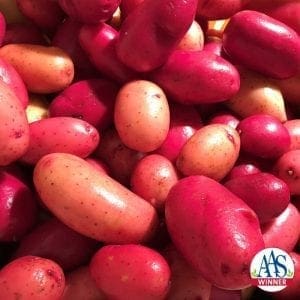 Pomme de terre Clancy Rouge F1