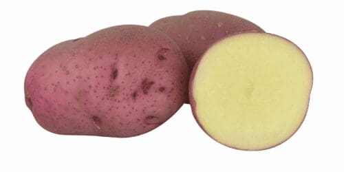 Pommes de terre (bulbes) Norland
