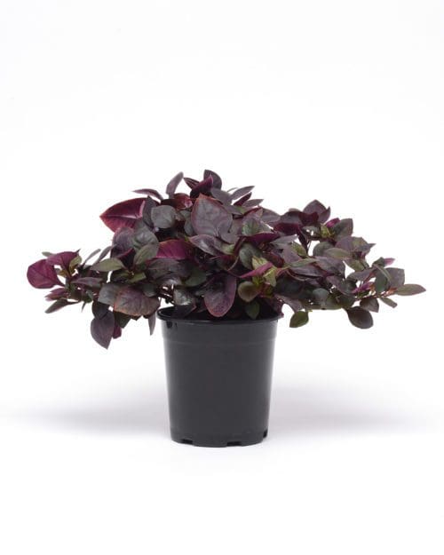 Alternanthera Purple Prince